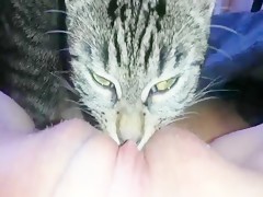 Cat lick my pussy