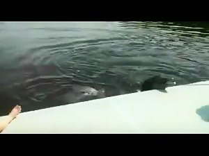Rare video - Delfin abusa de madura