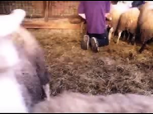 belgian boy fingering sheep
