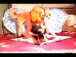 dog humping italian girl - Bestiality Girls - Beast Porn Videos