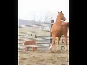 Fucking a mare