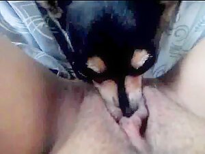 Most Relevant Videos - dog lick pussy deep - Bestiality Girls - Beast Porn  Videos