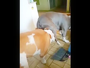 My dog sucking off my other dog