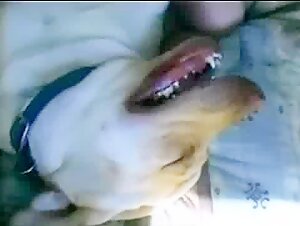 woman talks dirty to dog during sex