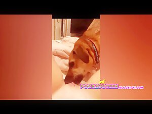 Pussy preparation to take the dog's cock