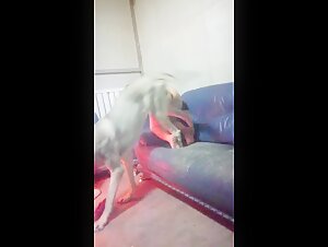 出国内人兽交资源+q792121051