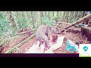 Alison - Forest For The Wicked