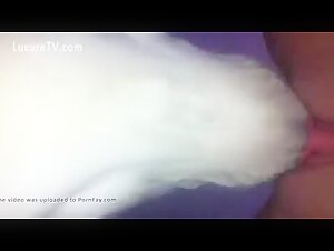 Dog eating pussy 1