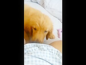 lick puppy pussy